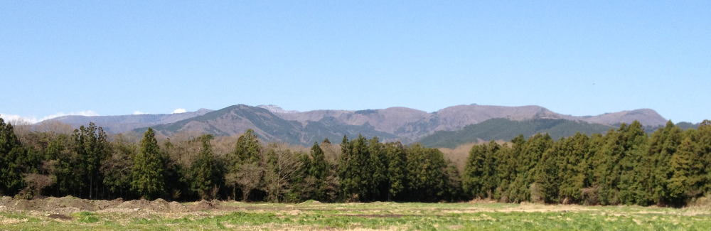 ワルナスビ駆除 株式会社 ぜんちく那須山麓牧場 ワルナスビ駆除 株式会社 ぜんちく那須山麓牧場